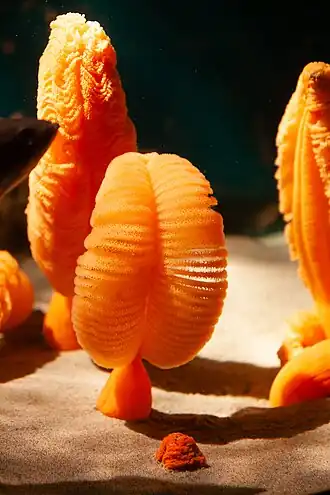 Description de l'image Giant sea pen.jpg.