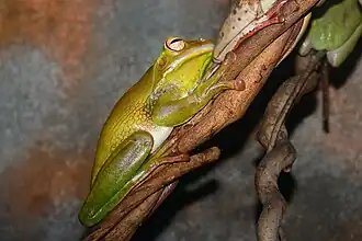 Litoria infrafrenata