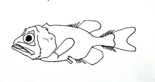 Gibberichthys pumilus (Gibberichthyidae).