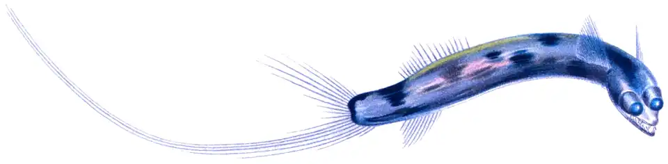 Gigantura chuni (Giganturidae)