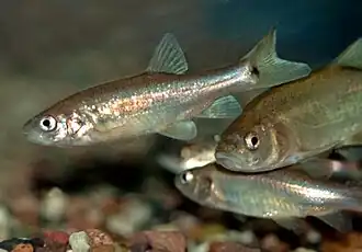 Description de l'image Gila purpurea.jpg.