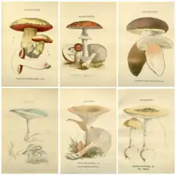 Gillet 1874 Les Hyménomycètes ou, Description de tous les champignons (fungi) qui croissent en France, avec l'indication de leurs propriétés utiles ou vénéneuses