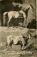 Horse and Cow (illustration from "Observations on several parts of England, vol. 2" de William Gilpin)