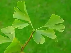 Ginkgo biloba- Ginkgoaceae.