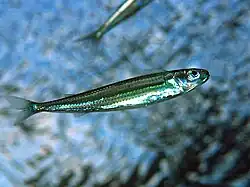 Hypoatherina tsurugae.