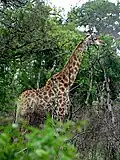 Girafe (Giraffa camelopardalis angolensis)