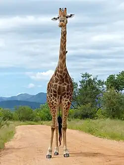 Girafe.