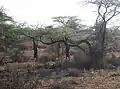 La gazelle girafe a la particularité de se nourrir là ou aucune autre antilope ne peut aller, à 3&nbsp;mètres au-dessus du sol, dressée sur ses longues pattes arrière, le corps et le cou tendu à la verticale.