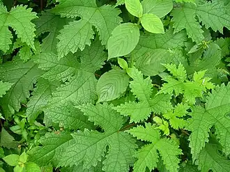 Description de cette image, également commentée ci-après