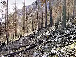 La forêt de Melaja après l'incendie de 2003.
