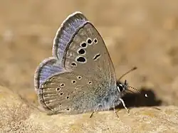 Glaucopsyche melanops