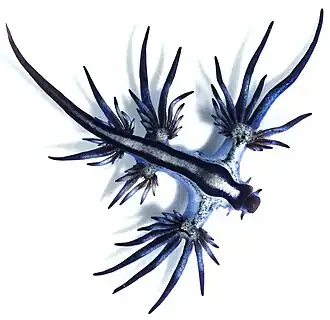 Glaucus atlanticus, un prédateur très spécialisé des physalies qui se joint à leurs bancs.