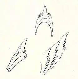 Portion de radula et dents isolées, dessinées par le zoologiste danois Rudolph Bergh (1868).