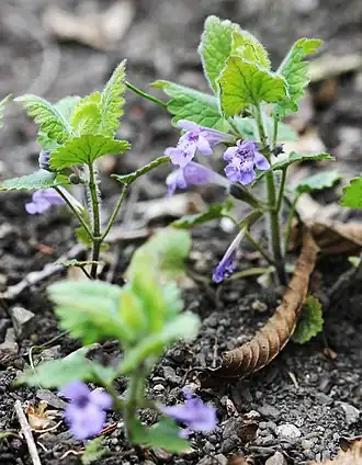 Description de l'image Glechoma hirsuta Prague 2012 1.jpg.