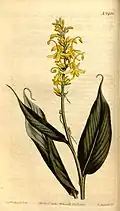 Globba sessiliflora.