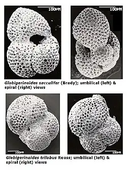 Deux espèces du genre Globigerinoides (fossiles du Pliocène).