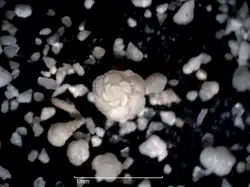 Globotruncanidés et petits Hétérohélicidés au stéréomicroscope.