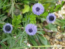 Fleurs de Globulaire commune.