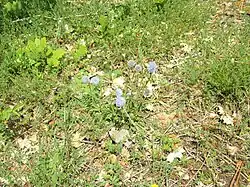 Globulaire commune(puy de la Colline).