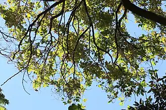 Description de l'image Glochidion hylandii RBG Sydney.jpg.