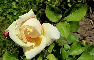 Image illustrative de l’article Gloire de Dijon