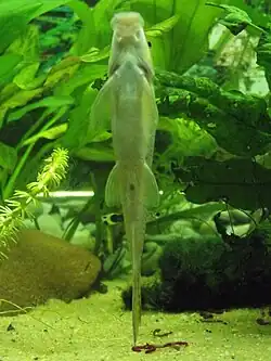 Gyrinocheilus aymonieri vue ventrale