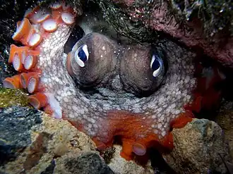 Description de l'image Gloomy Octopus-Octopus tetricus.JPG.