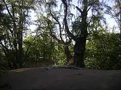 Végétation en bord de plage.