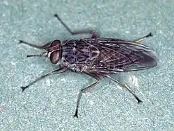 Glossina morsitans, un Glossinidae.