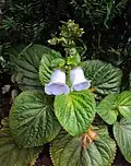 Gloxinia perennis.