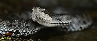 Description de l'image Gloydius tsushimaensis on Jeju Island 22.jpg.