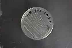 Description de l'image Gluconobacter oxydans subspecies suboxydans NRRL B-72.jpg.