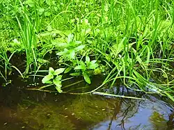 Photo de Glyceria fluitans et de trèfle d'eau, deux aliments de zone marécageuses.
