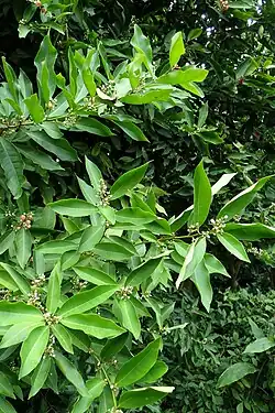 Glycosmis pentaphylla (plante-hôte)