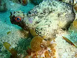 Glyptauchen panduratus