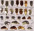 Schizopteridae, Hypselosomatinae: espèces du genre Glyptocombus d'Amérique du Nord.
