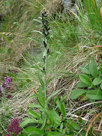 Gnaphale de Norvège vers les Spitzkoepfe.