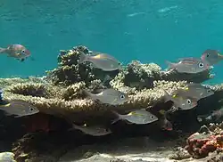 Un banc d'empereurs striés (Gnathodentex aureolineatus)