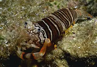 Gnathophyllum americanum, une Palaemonidae