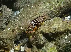 Crevette bourdon (Gnathophyllum americanum)