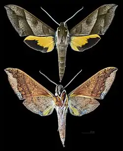 Gnathothlibus meeki MHNT