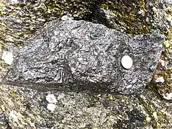 Gneiss du socle d'Ambin (massif du Mont-Cenis), avec une texture micacée proche du micaschiste.