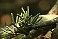 Cônes staminés/mâles de Gnetum latifolium