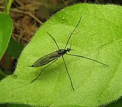 espèce Gnophomyia tristissima.