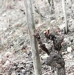 Gobelet après taille.