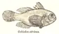 Gobiodon citrinus