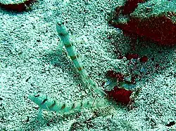 Deux gobies et une crevette du genre Alpheus cohabitent