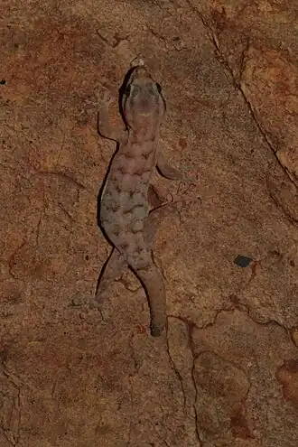 Description de l'image Goggia hewitti 452762581.jpg.