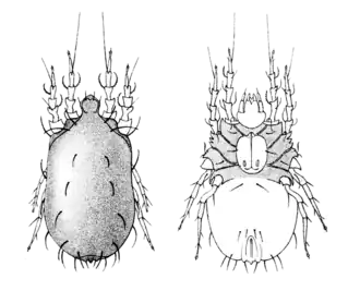Description de l'image Gohieria fusca.png.