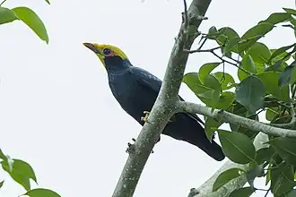 Ampeliceps coronatus
